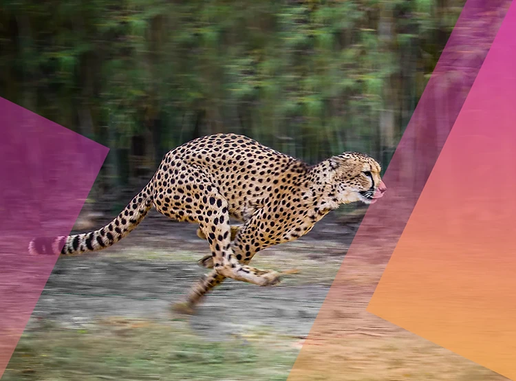 A wild cheetah running outdoors